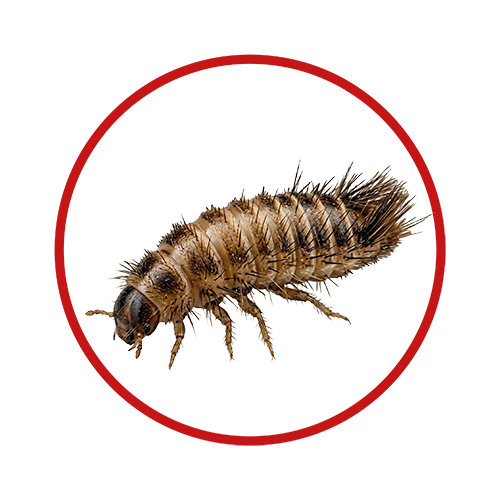Anthrènes dermestes nécessitant un traitement professionnel contre les infestations à Paris