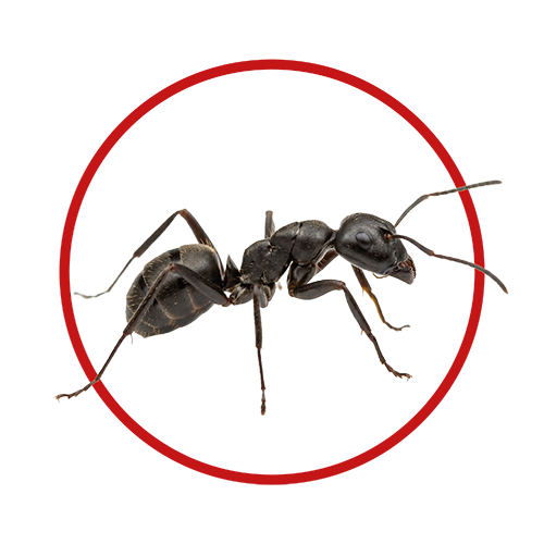 Fourmis nuisibles nécessitant une désinsectisation professionnelle à Paris et Île-de-France
