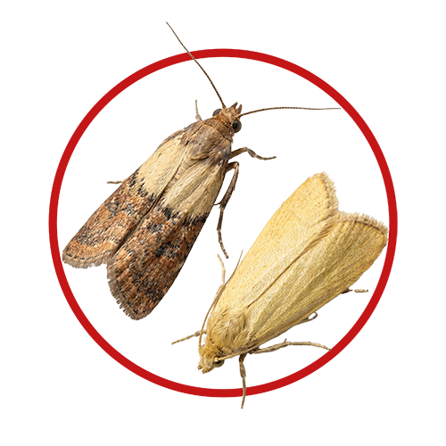 Mites alimentaires et textiles dans une cuisine et une armoire, responsables de la contamination des aliments et de la détérioration des vêtements.
