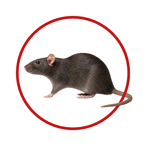 Rongeurs, rats, souris, nuisibles nécessitant une dératisation professionnelle à Paris et Île-de-France
